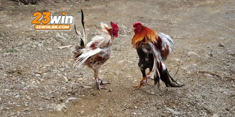 Bí quyết nâng cao tỷ lệ thắng khi chọi gà cựa dao